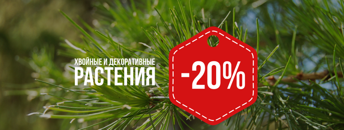 -20% на хвойные и декоративные растения в GreenPlant